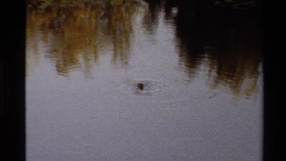 The duckling appears farther across the pond, surrounded by small rings of ripples and reflected shoreline trees in 1980s home-movie footage.