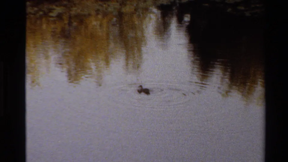 A small duckling continues across the pond below yellow-brown tree reflections, seen in soft, grainy 8mm home-movie footage.