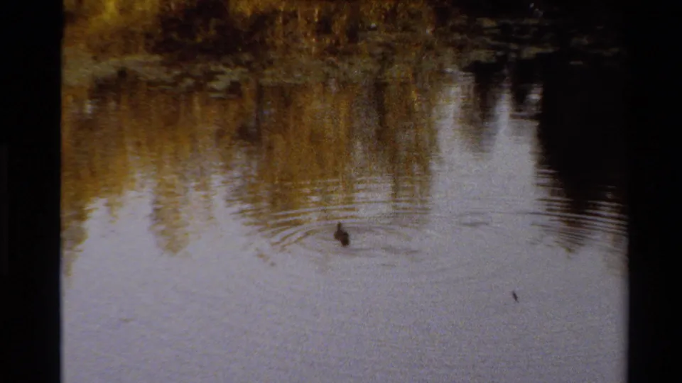 The duckling is small against the rippled pond surface, with warm autumn shoreline reflections filling the upper part of the 8mm frame.
