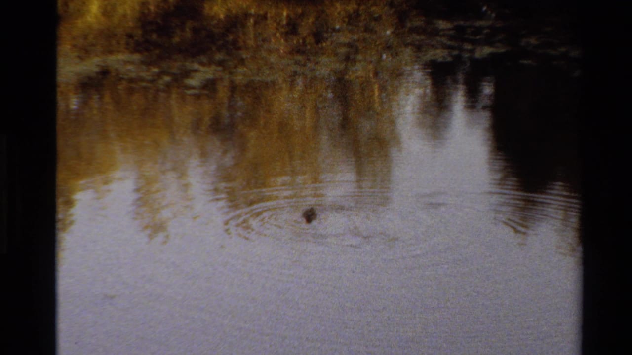 Lone duck on a calm pond with ripples and tree reflections.