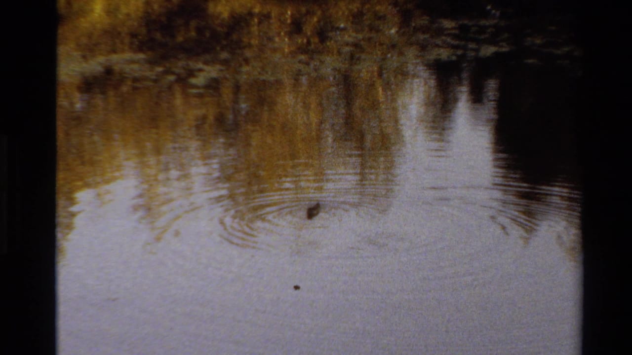 1980 Western U.S. 8mm frame with a duck on open pond water, golden tree reflections, and expanding ripple rings.