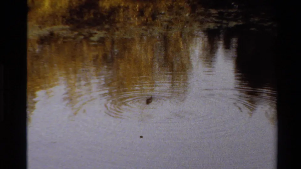 1980 Western U.S. 8mm frame with a duck on open pond water, golden tree reflections, and expanding ripple rings.