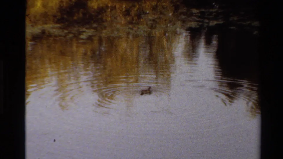 1980 Western U.S. 8mm frame showing the duck near mid-pond with gentle ripples and blurred autumn tree reflections.