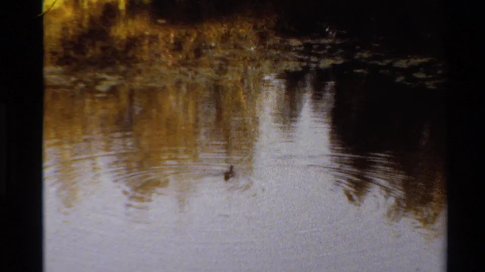 1980 Western U.S. 8mm frame with a lone duck moving through pond reflections and a broad set of ripples around it.
