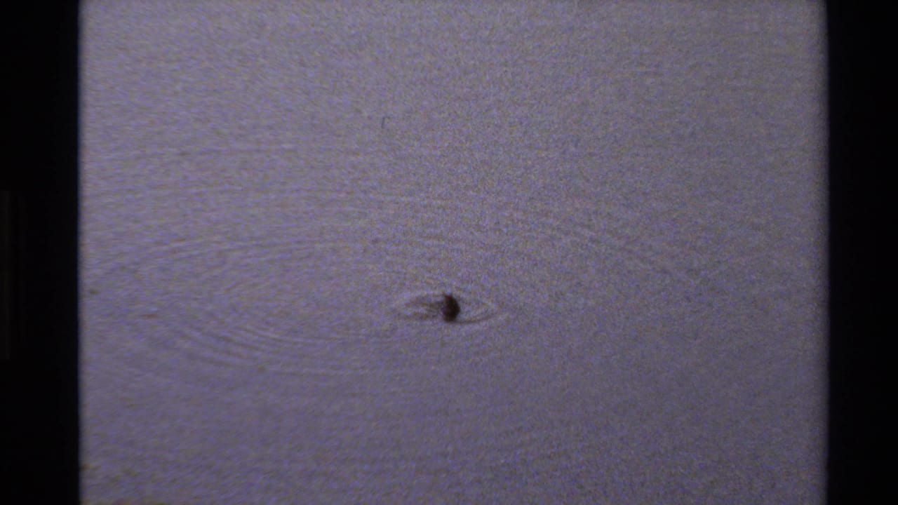 Small duck appears on calm pond water in 1980 Western U.S. 8mm home-movie footage, with soft grain and muted color.