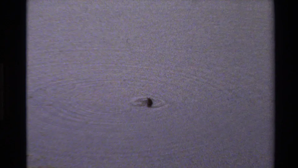 Small duck appears on calm pond water in 1980 Western U.S. 8mm home-movie footage, with soft grain and muted color.
