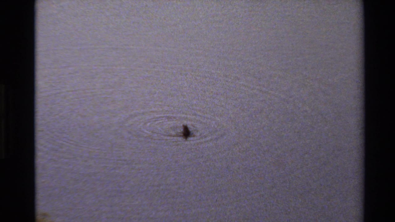 Duck moving across still water with widening ripples.