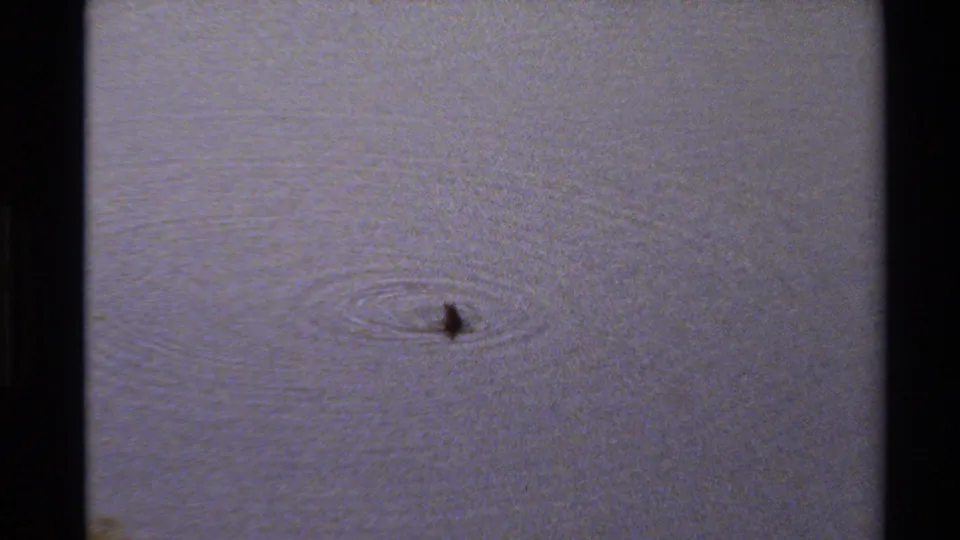 A small duck moves across calm water, surrounded by widening ripples in grainy 1980 Western U.S. 8mm footage.