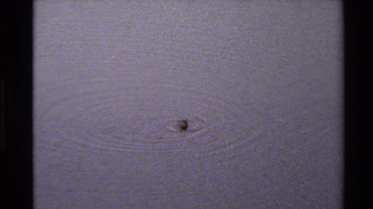 A small duck appears on a pale lake surface in 1980 Western USA 8mm footage, surrounded by fine concentric ripples.