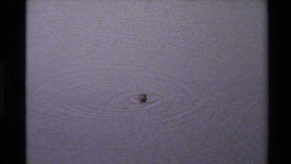A small duck appears on a pale lake surface in 1980 Western USA 8mm footage, surrounded by fine concentric ripples.