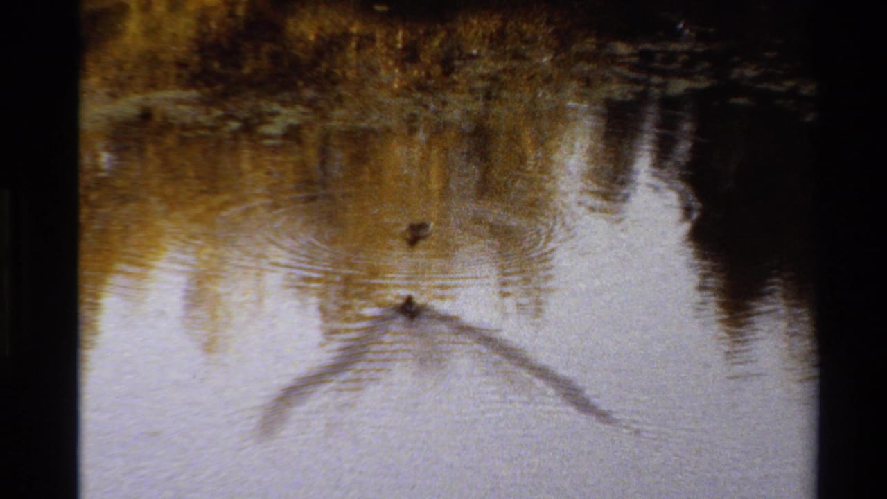 Two ducks on reflective water with a curved wake and shoreline reflections.