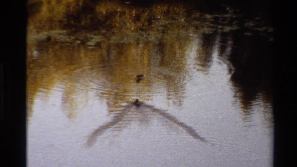 Two ducks move across reflective lake water, making ripples and a curved wake beneath warm shoreline reflections.