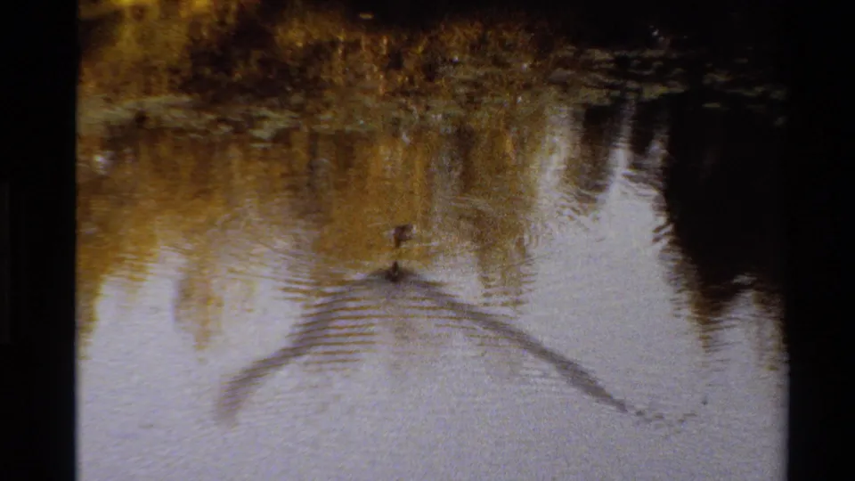 Two ducks remain close together on the lake, with spreading ripples visible against pale water and dark reflected shoreline shapes.