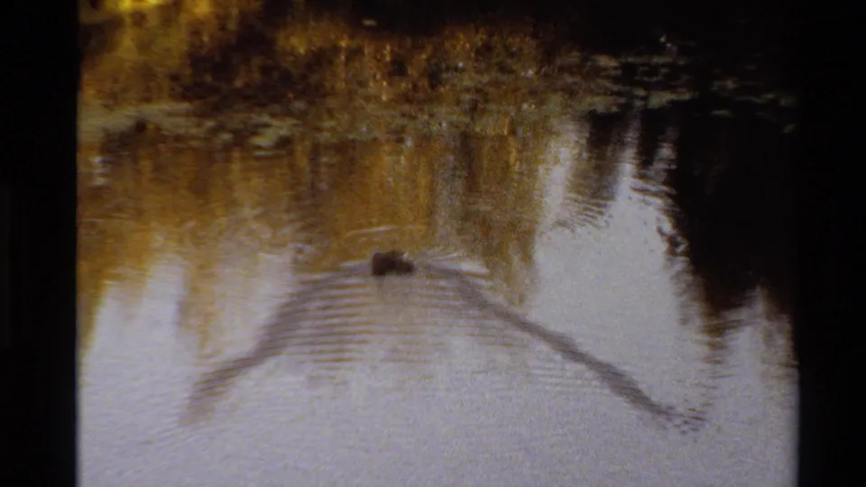 Two ducks are visible on rippled lake water, with one near a broader disturbance that may come from wing movement or foraging.
