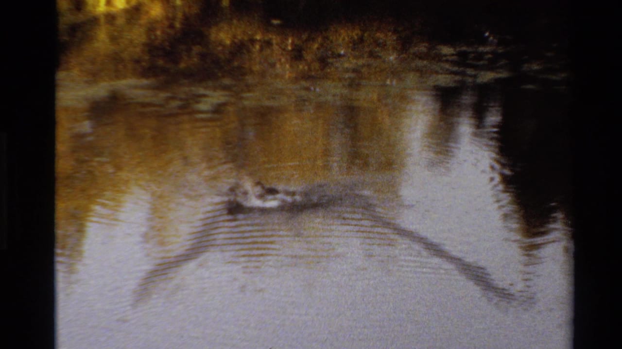 In 1980 Western U.S. 8mm footage, ducks move across a murky reflective stream below golden foliage.