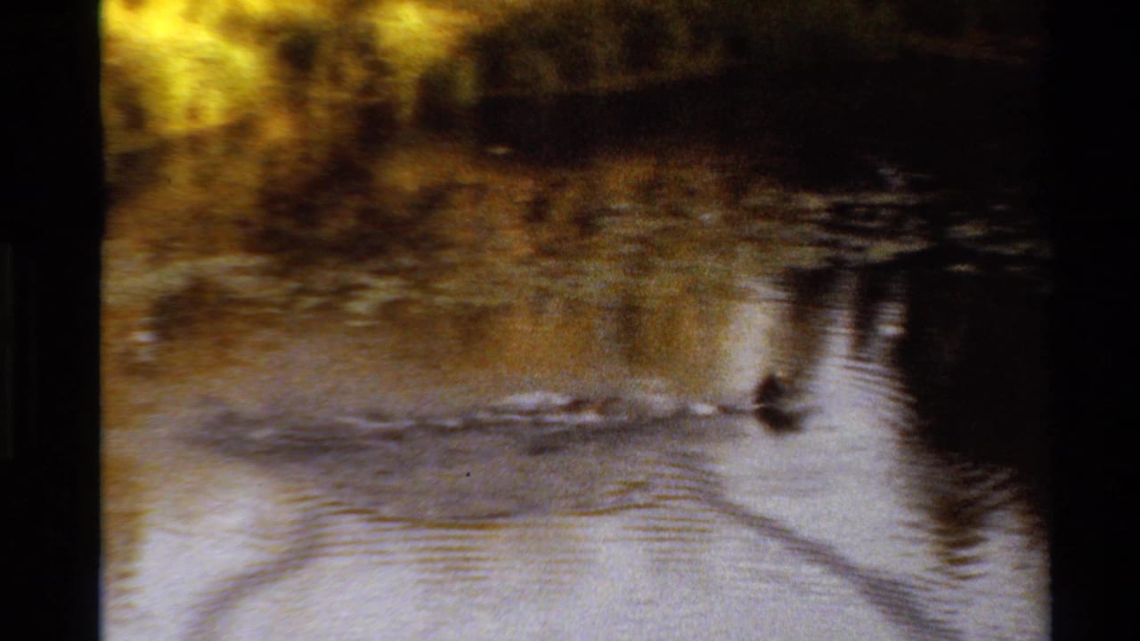 Ducks continue across a reflective Western U.S. stream, with ripples spreading through dark water.