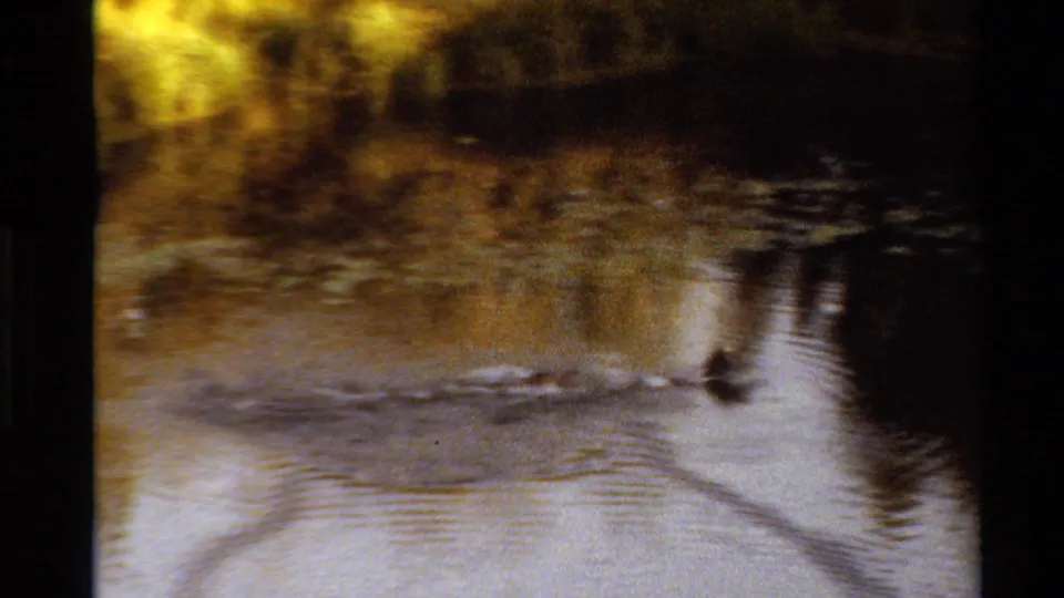 Ducks continue across a reflective Western U.S. stream, with ripples spreading through dark water.
