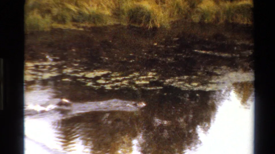 A duck passes through the lower part of the 8mm frame beneath dark reflections and textured stream ripples.