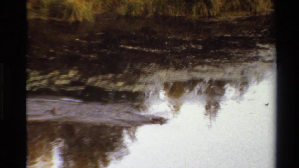 The duck nears the edge of the frame while bright sky and tree reflections break across the water.