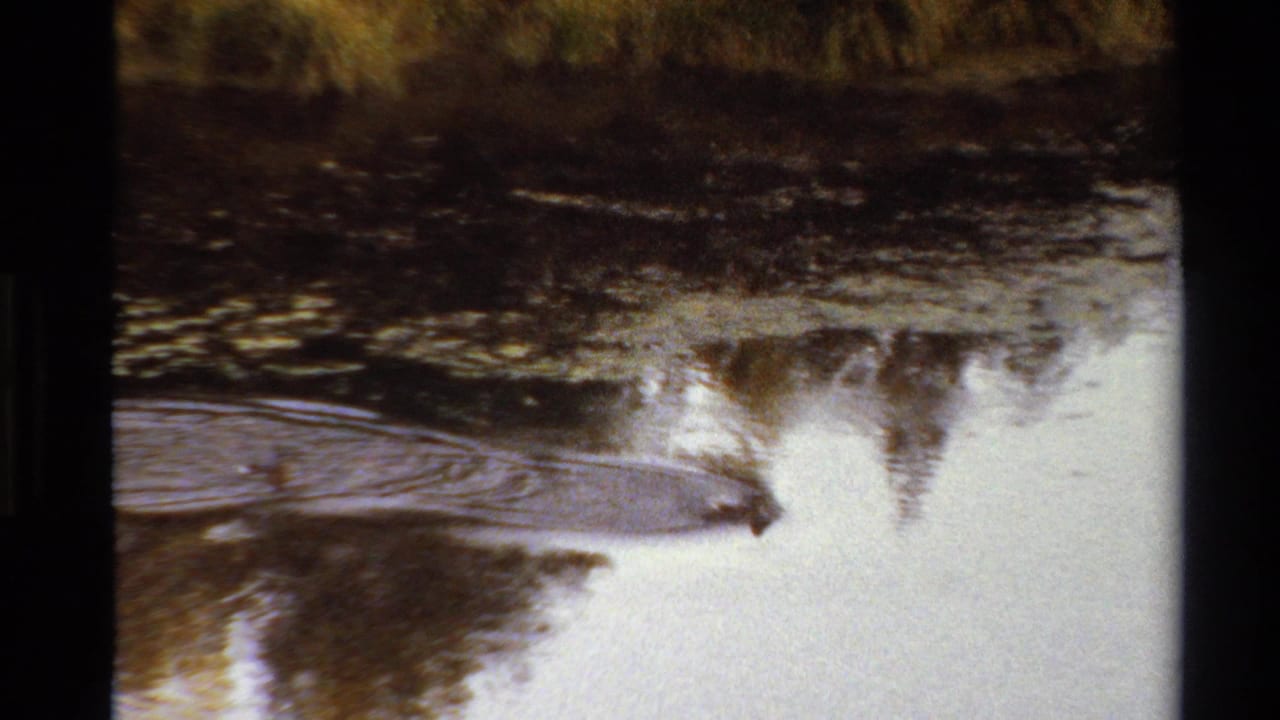 1980 Western U.S. 8mm frame showing reflective water, shoreline vegetation, and spreading ripples in a quiet natural setting.