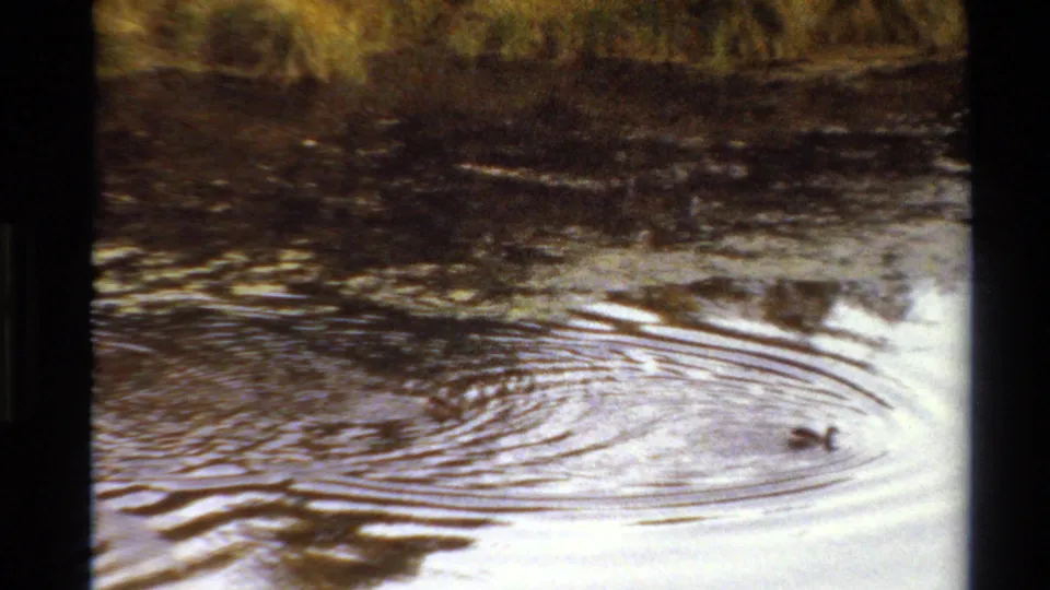 1980 Western U.S. 8mm frame with a small duck-like bird on rippled water near a dark, vegetated shoreline.