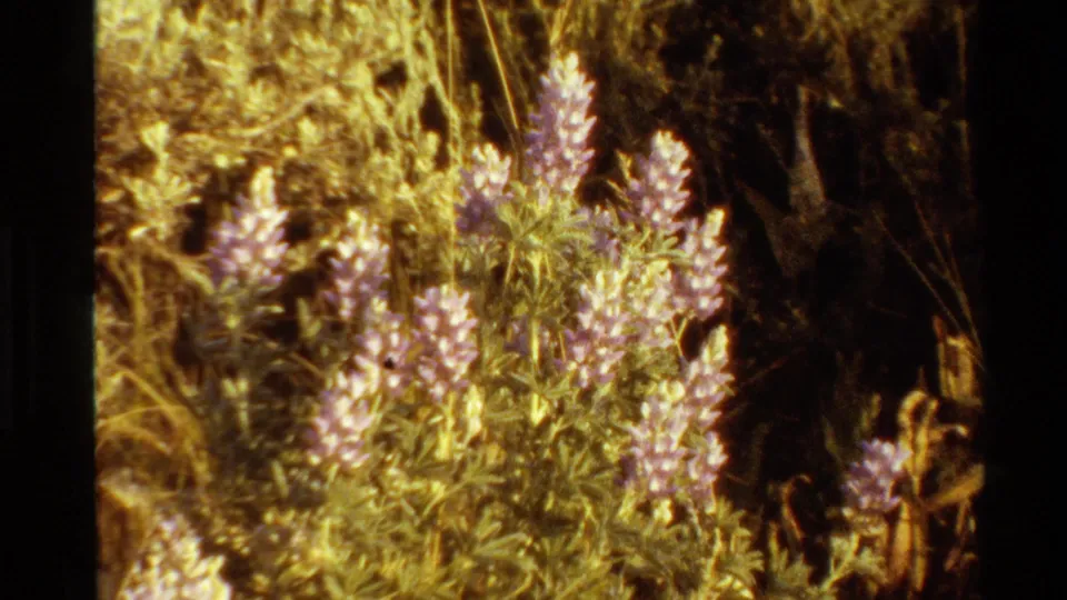Close 8mm frame of pink lupine-like wildflowers blooming among dry meadow grasses in the Western U.S. landscape.