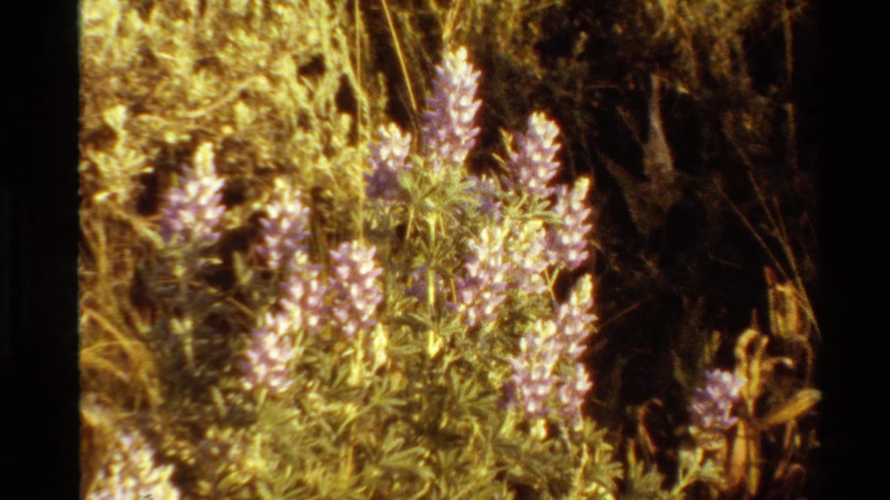 1980 Western U.S. 8mm frame showing purple lupine-like wildflowers in warm sunlight against dry meadow grasses.