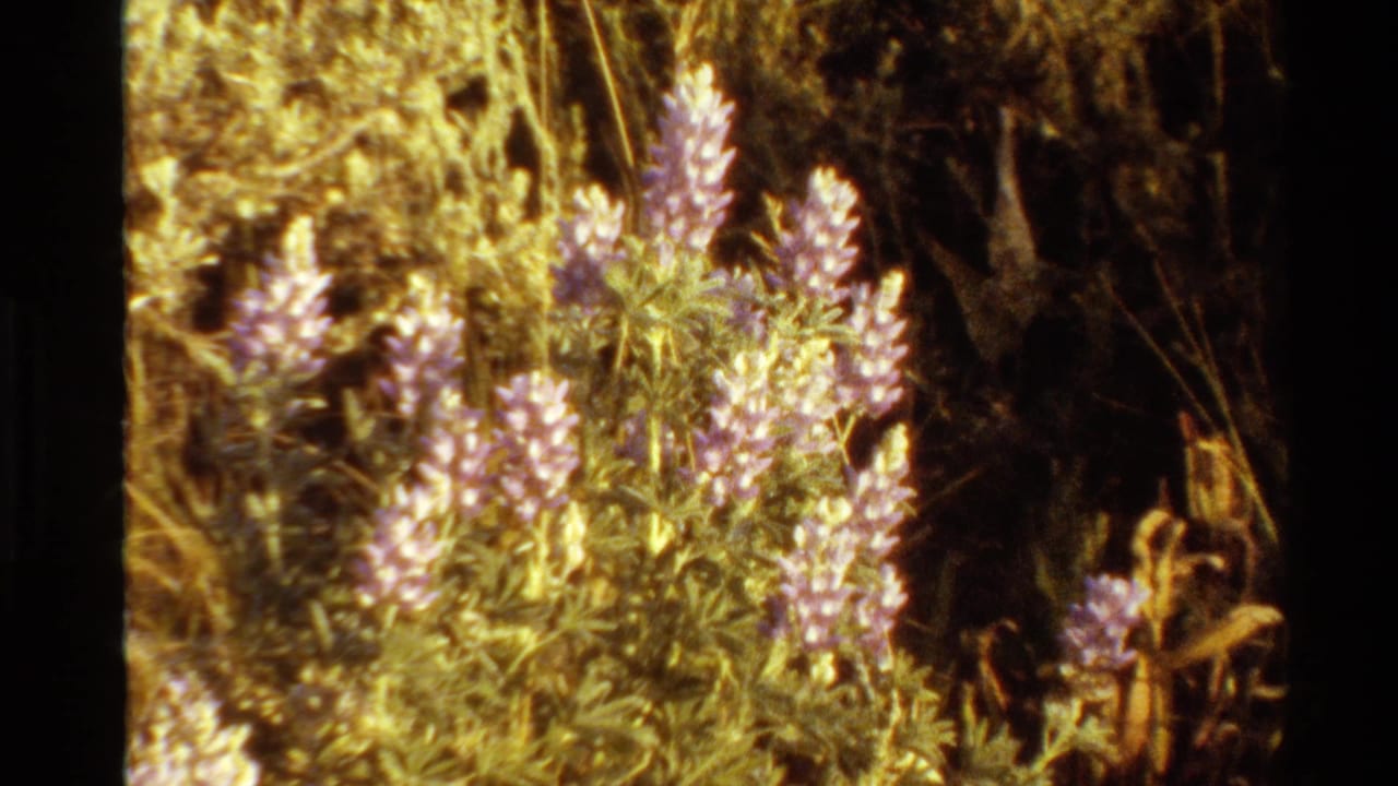 Purple wildflowers in close-up with dry grasses and a dark background.