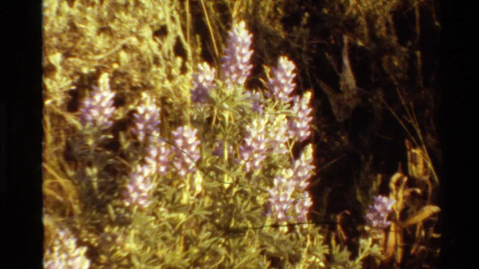 Warm-toned 8mm frame of purple wildflowers and surrounding dry meadow vegetation, consistent with the supplied 1980 Western U.S. context.