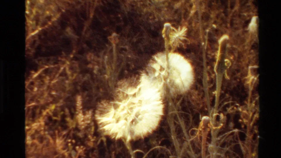 1980 Western U.S. 8mm frame showing a white dandelion seed head standing among dry grasses and plant stalks.