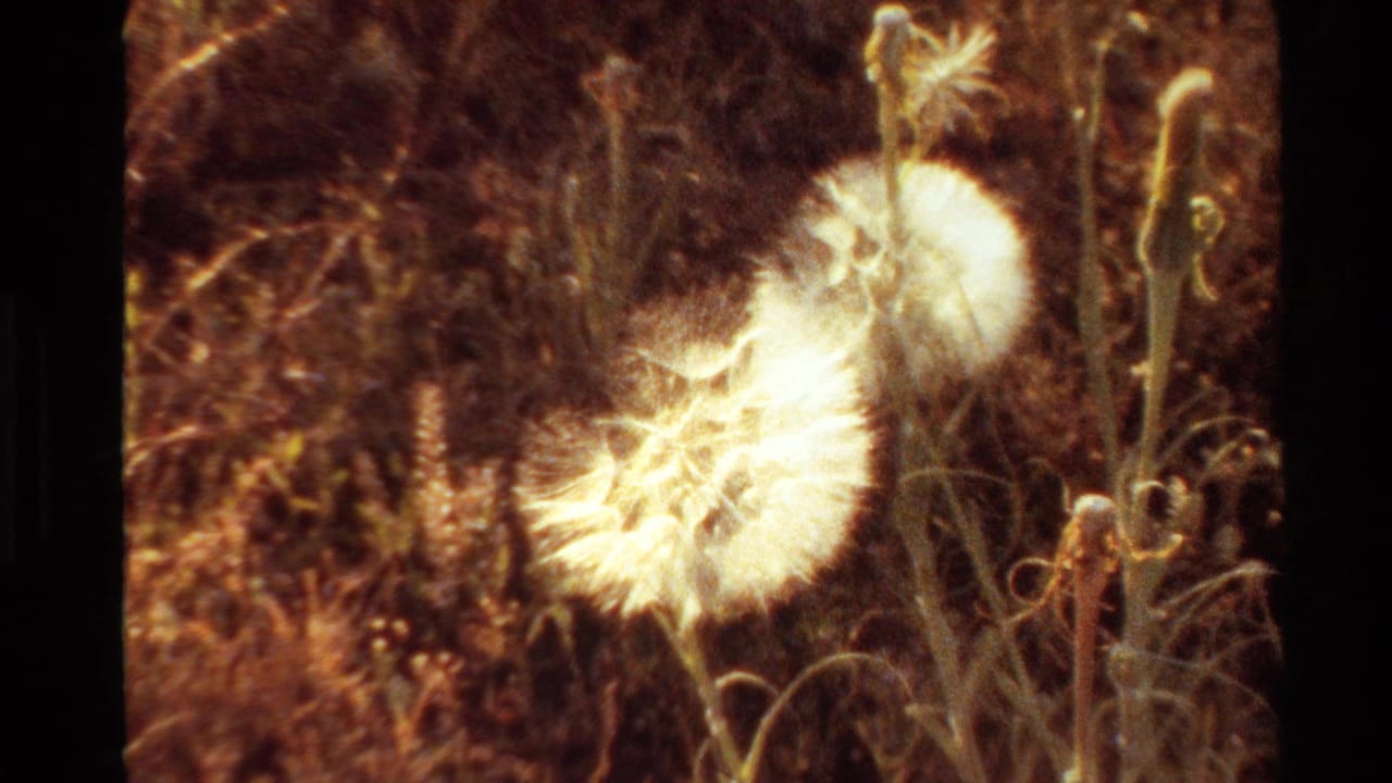 1980 Western USA 8mm frame showing a glowing white dandelion seed head among stems and dry grasses.