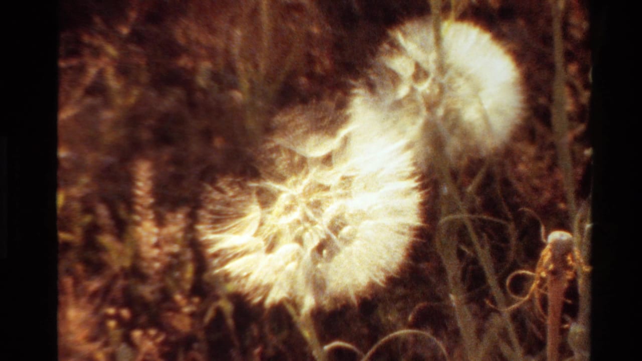 1980 Western USA 8mm frame with a white dandelion seed head glowing in sunlight beside tall stems.