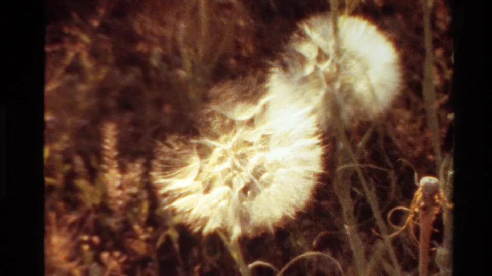 1980 Western USA 8mm frame with a white dandelion seed head glowing in sunlight beside tall stems.