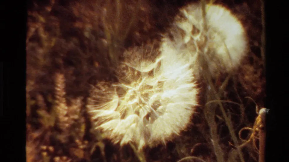 1980 Western USA 8mm frame showing a close dandelion seed head with a second soft seed head in the background.