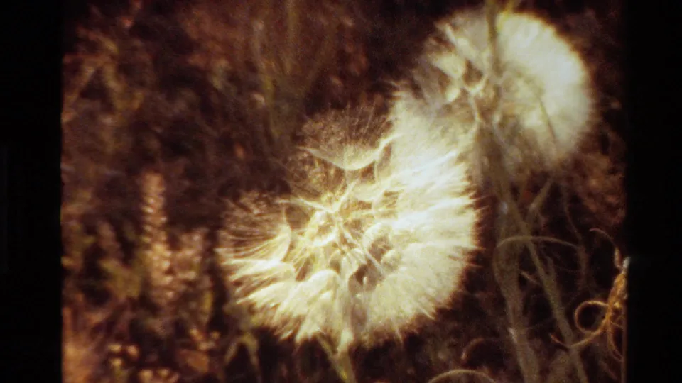 1980 Western USA 8mm frame showing a sunlit dandelion seed head amid dry grasses and soft background growth.