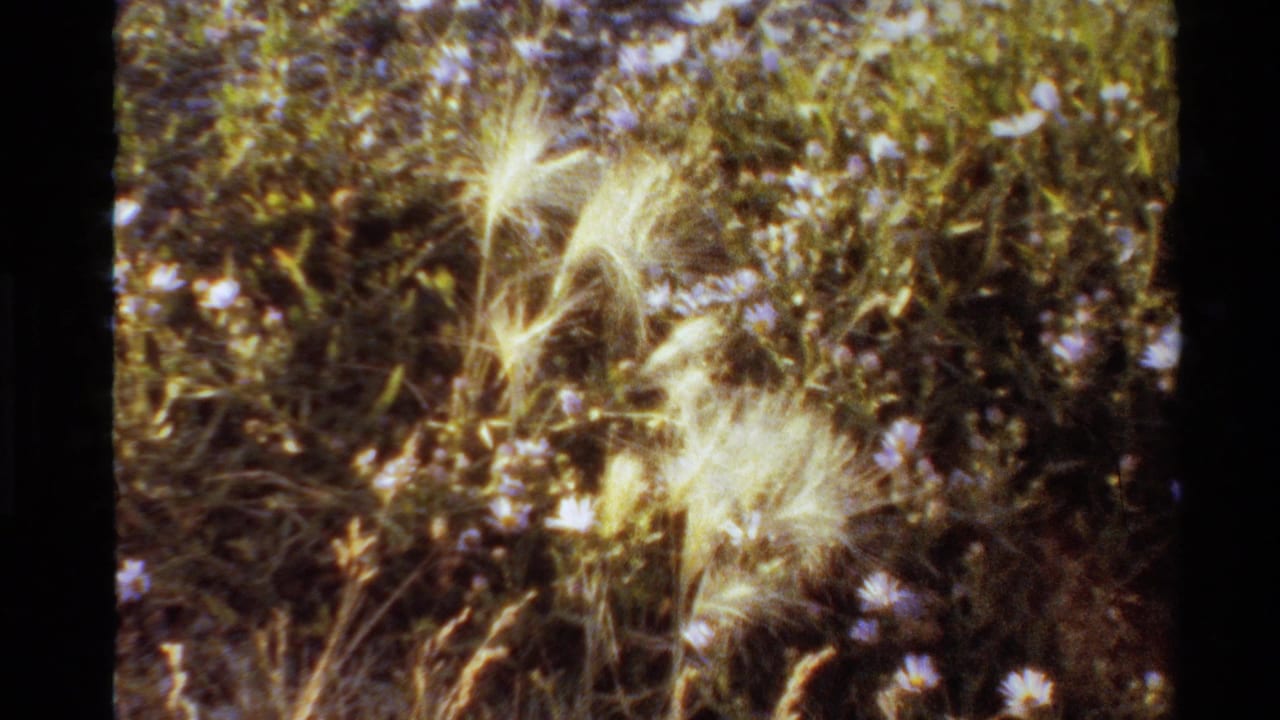 1980s United States 8mm frame showing soft-focus feathery grasses, wildflowers, and green meadow foliage.