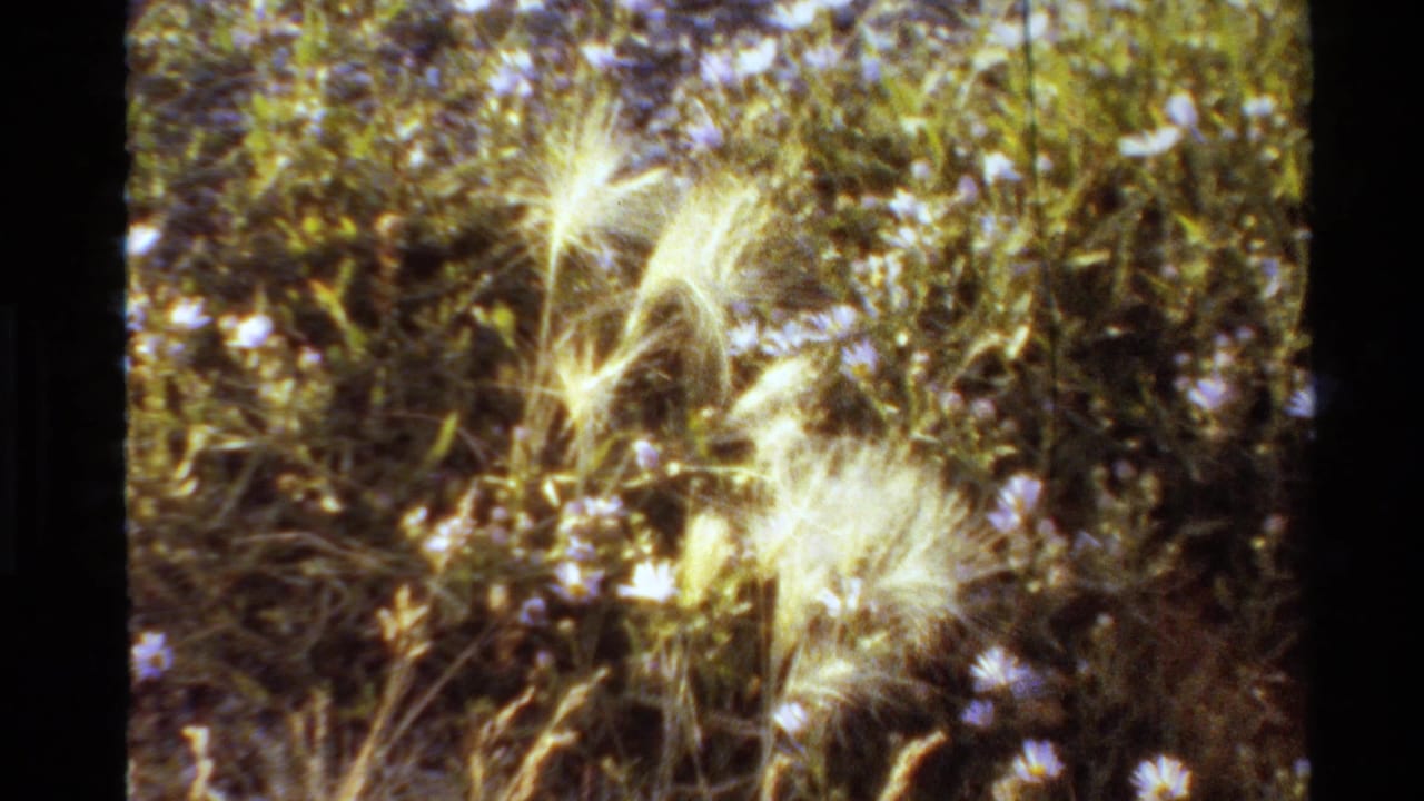 1980s United States 8mm view of pale grass plumes and scattered wildflowers in dense outdoor foliage.