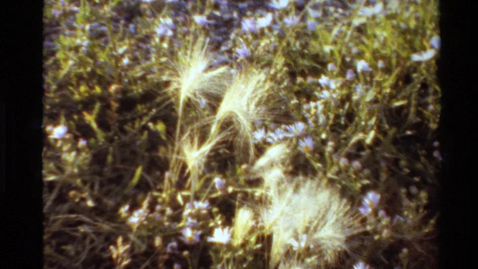 1980s United States 8mm frame with swaying-looking seed heads, small flowers, and layered green meadow plants.