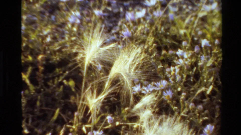 1980s United States 8mm meadow detail showing pale feathery grasses, small flowers, and warm film grain.
