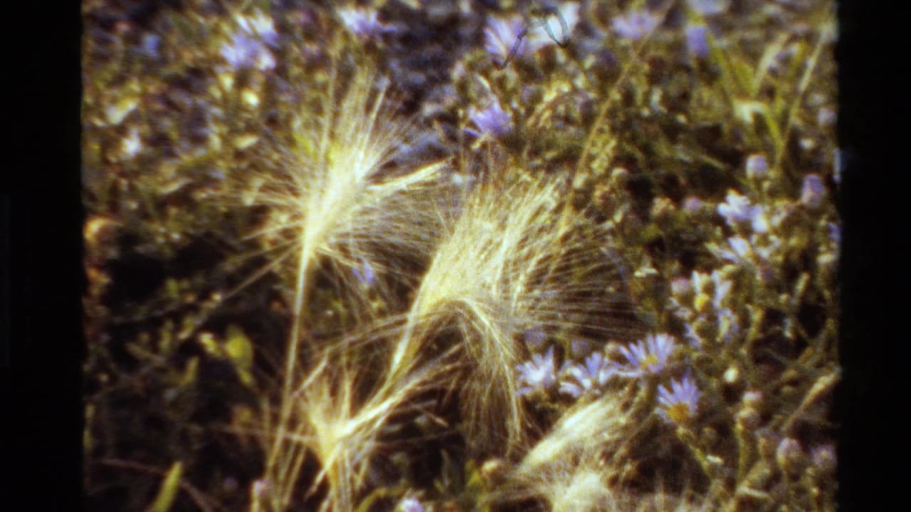 1980 Western U.S. 8mm close-up of pale feathery seed heads among small purple wildflowers and meadow stems.