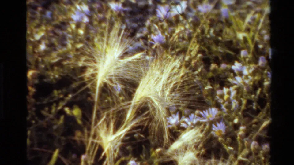 1980 Western U.S. 8mm close-up of pale feathery seed heads among small purple wildflowers and meadow stems.