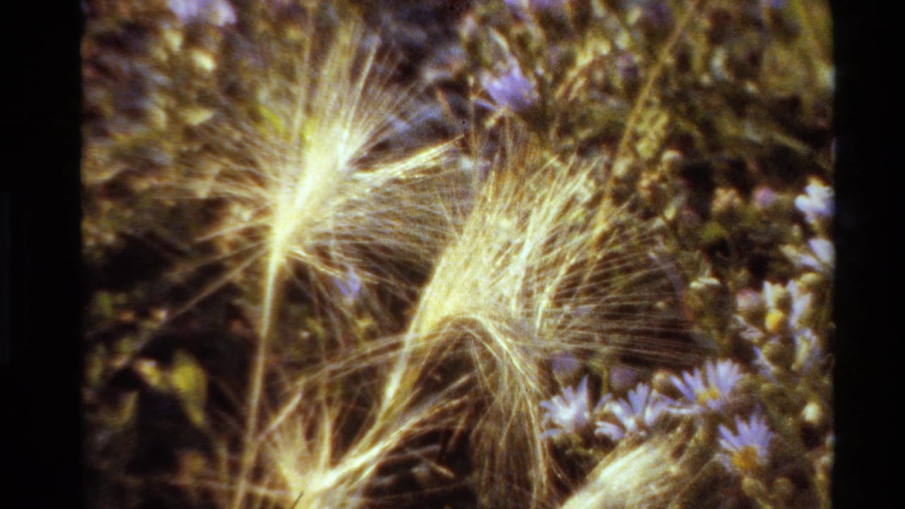 Close view of wispy pale seed heads beside small purple flowers.