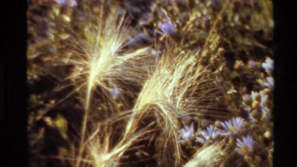 Close 8mm view of sunlit feathery grasses, meadow stems, and small purple wildflowers, consistent with the 1980 Western U.S. clip metadata.