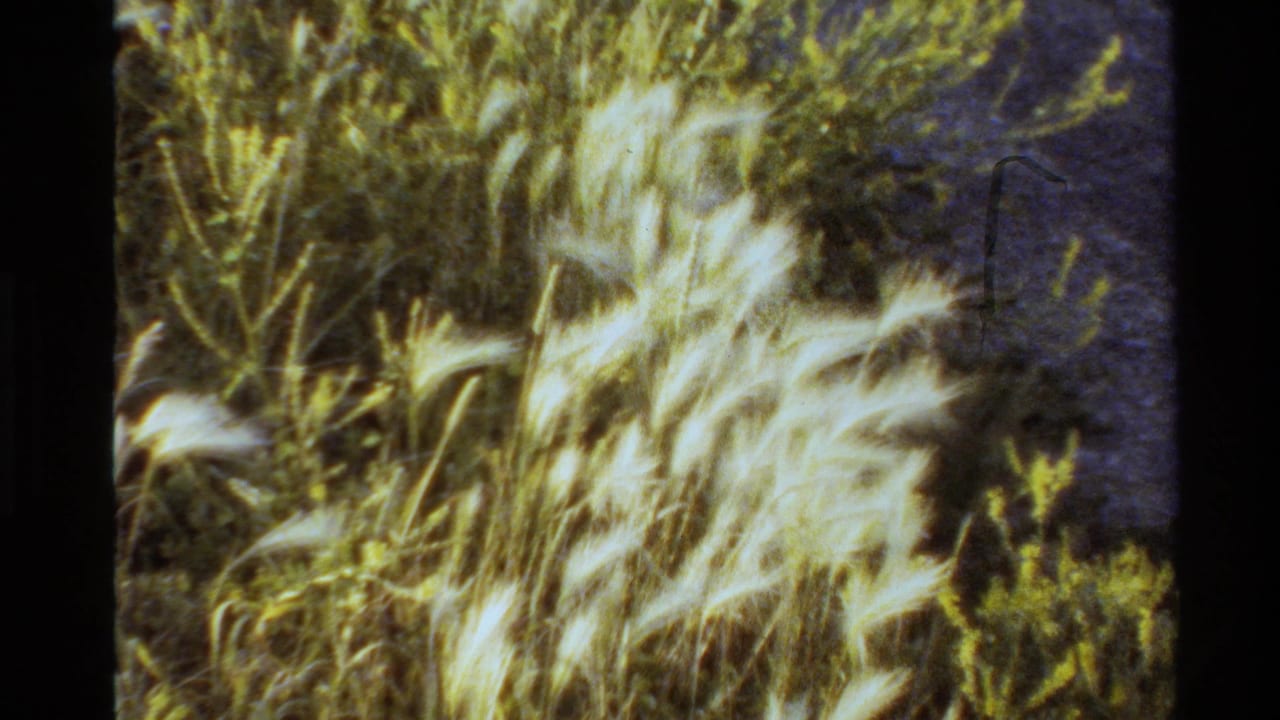 Western USA 1980 8mm frame showing pale windblown grasses and surrounding brush in soft warm exposure.