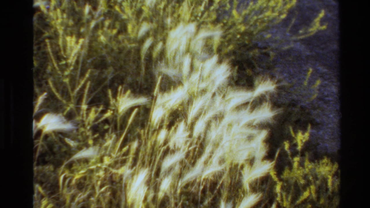 Western USA 1980 8mm frame with feathery grasses, shrubs, warm highlights, and a dark film edge at the side.