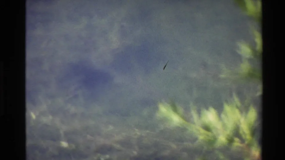 1980 8mm frame showing a soft, close view of shallow water, submerged tones, and green shoreline plants near the river.
