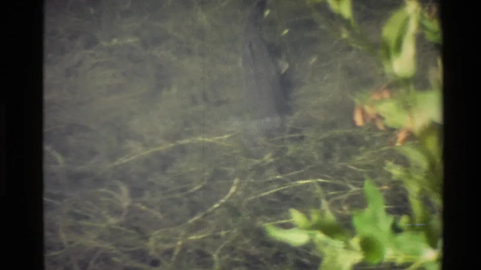 Soft-focus Western U.S. 8mm frame showing grasses, green leaves, and shallow water texture after the camera moves in close.