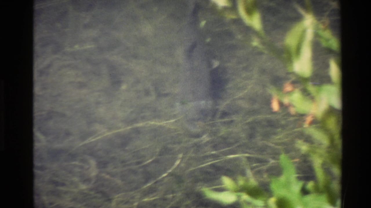 A grey fish moves near the pond bottom amid submerged vegetation in metadata-supported 1980 Western U.S. 8mm footage.