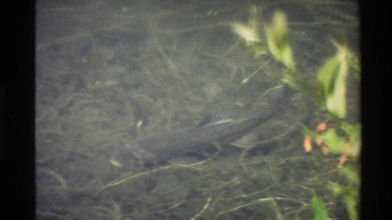 The fish appears just right of center beneath clear water, surrounded by pond grasses and edge leaves in 1980 8mm home-movie footage.