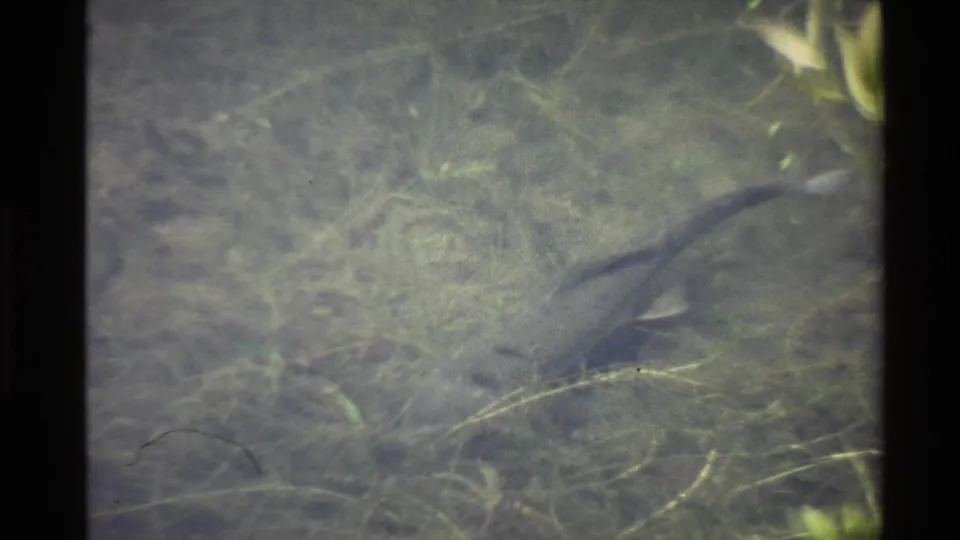 A grey fish glides close to the pond bottom, with submerged grass strands and soft 8mm grain visible across the frame.